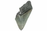 Partial, Fossil Megalodon Tooth - Serrated Blade #273045-1